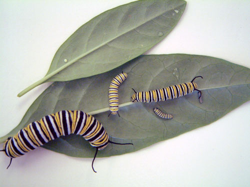 Five monarch instars