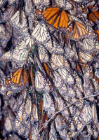 Monarchs huddling