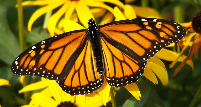 Adult female monarch