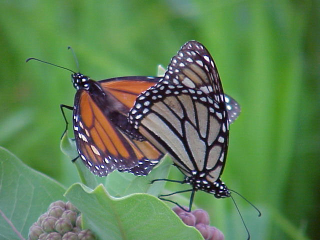 Mating monarch pair