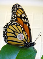 Tagged monarch